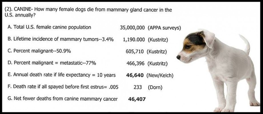 Spay Neuter Statistic Infographic