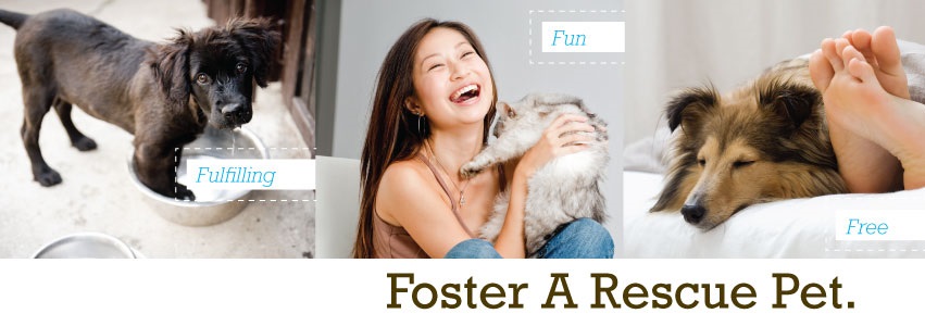 foster a pet