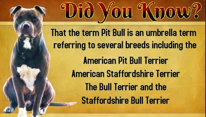 pitbull did you know