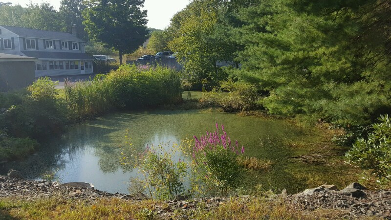 Our pond looking like a swamp