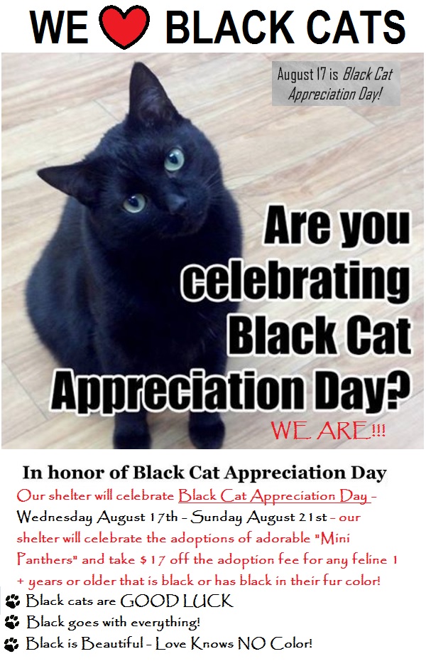 2016 black cat adoption special august 17 thro aug 23