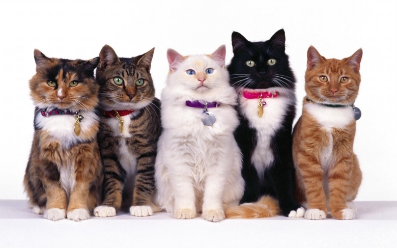 GREAT INFORMATION ABOUT DECLAWING CATS – SUGGESTIONS – OPTIONS – AND ADDITIONAL RESOURCES