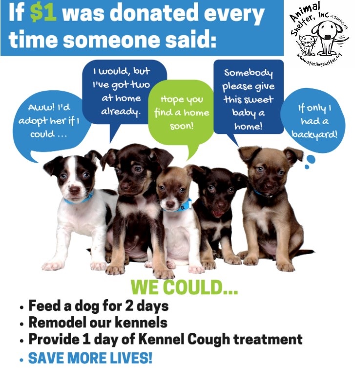 How to Help Animal Shelters? Streamers Support Dogs and Cats