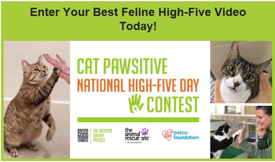Enter YOUR Feline High 5 Video and WIN!