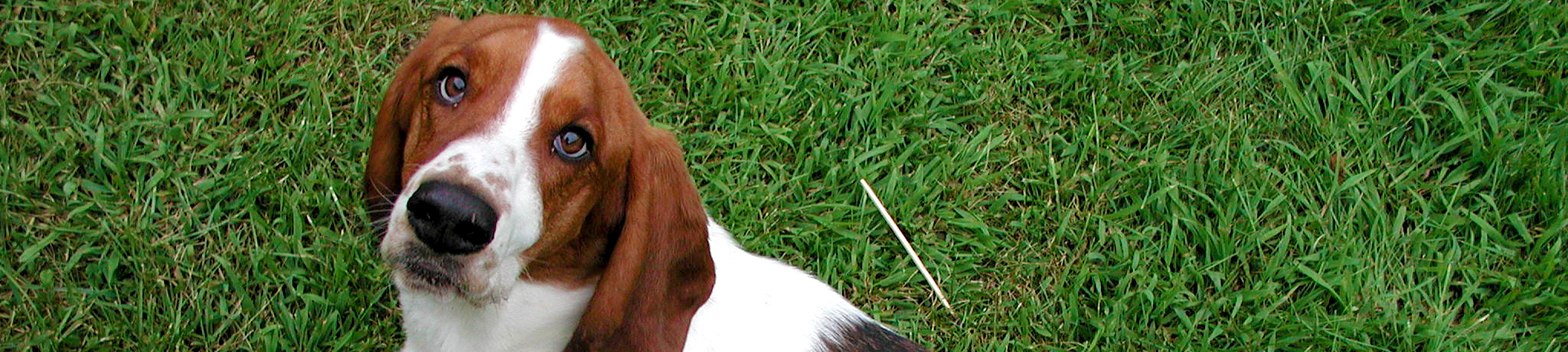 basset hound