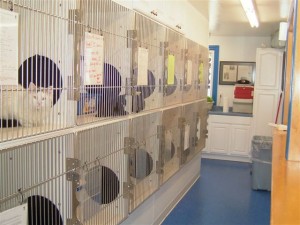 Beautiful cat room offers large spacious pens for our feline friends